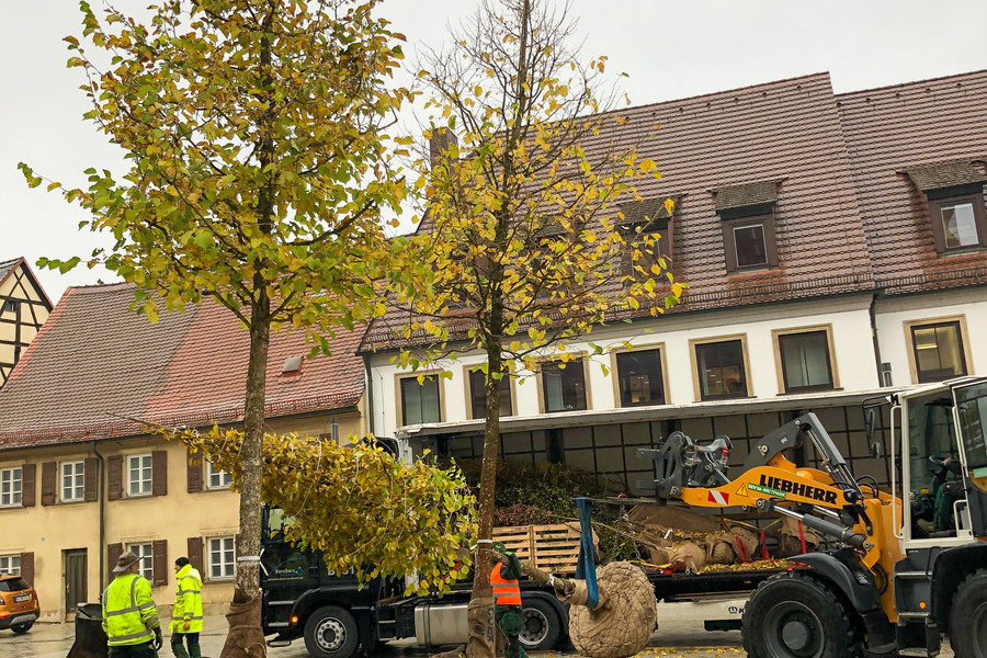 Baumhaseln für den Marktplatz